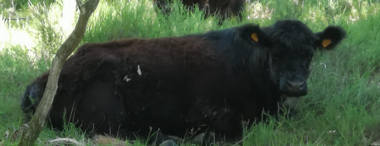 begrazing rund os galloway schots