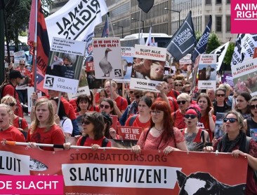 Animal Rights wil sluiting slachthuis VanDrie 
