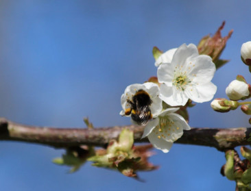 Probioticia kunnen voortplanting bij hommels verbeteren