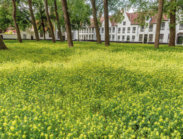 Brugge is bijenvriendelijkste gemeente van 2020