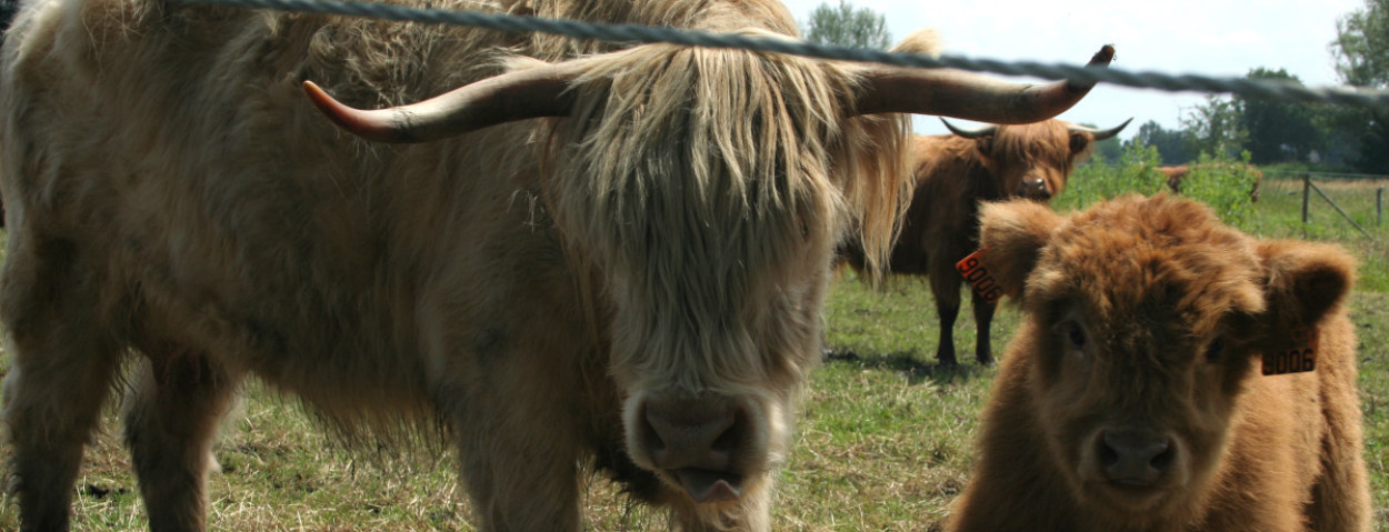 Schotse Hooglander met kalf-klein