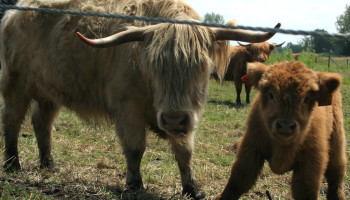 Sheela Farm: “Ik wil de mensen laten zien waar hun vlees vandaan komt”