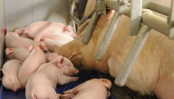Afrikaanse varkenspest heeft ook Duitse deelstaat Nedersaksen bereikt