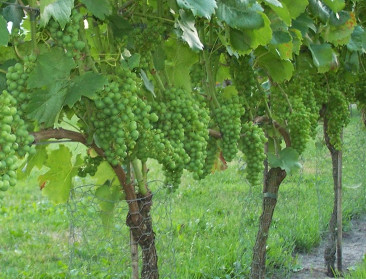 "Wijnhype kan binnenkort tegen grenzen botsen"