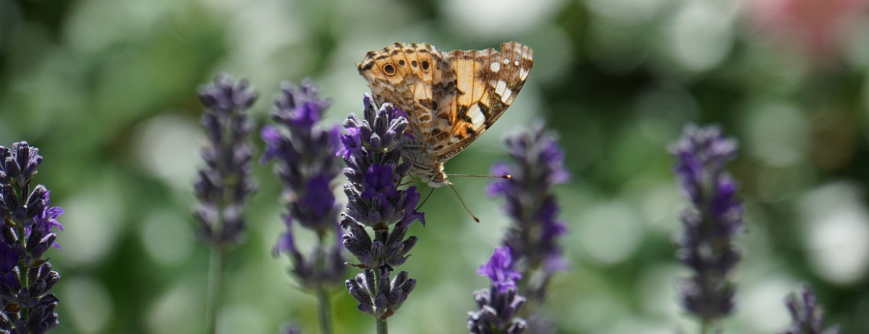 vlinderbiodiversiteit
