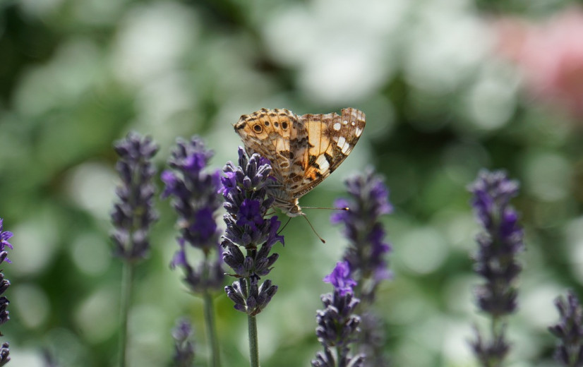 VN herstarten misgelopen biodiversiteitstop COP16, met opvallende afwezige