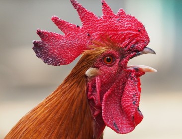Franse plattelandsgeluiden worden nationaal erfgoed