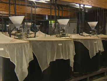 Nieuwe broedinstallatie voor snoekbaars bij Inagro