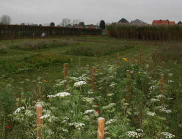 Leuven stelt bijenplan op en neemt stadsimker in dienst