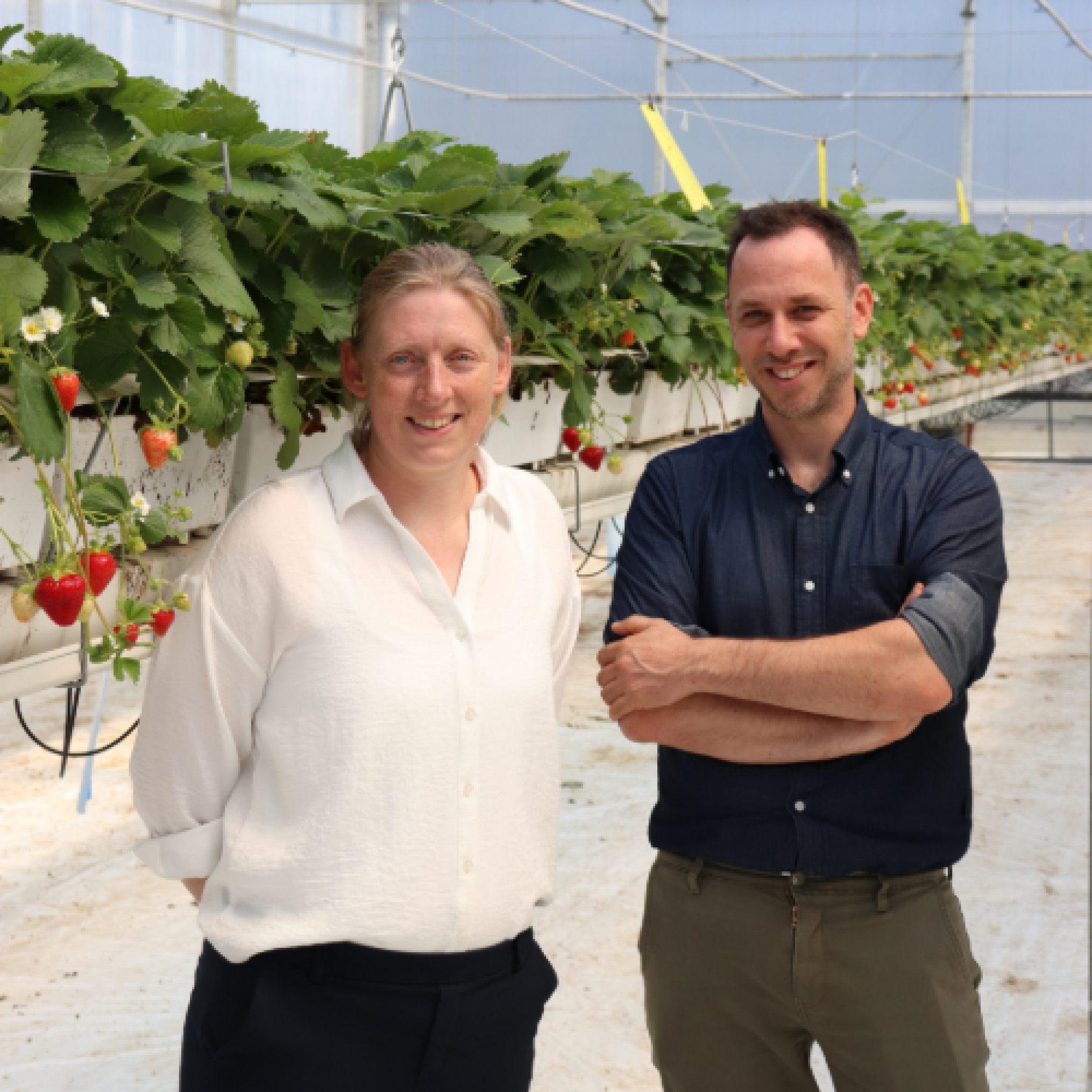 Harvestis Directeurs