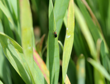 Hoe vermijden dat graanhaantje een graantje meepikt?
