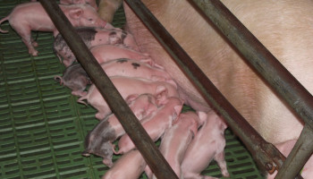 Frankrijk en Polen komen over de brug met steun voor varkenshouders