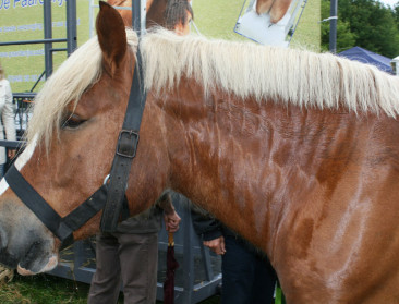 Staart Belgische trekpaarden wordt veelal geamputeerd