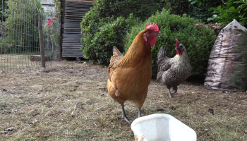 Kippen het vaakst weggehaald bij eigenaars in Vlaanderen