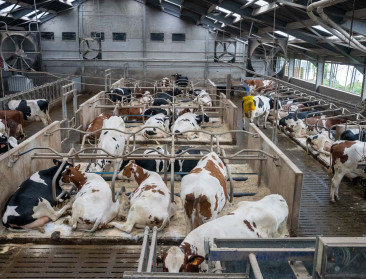 West-Vlaanderen en Antwerpen investeren in oplossingen om ammoniakuitstoot te reduceren