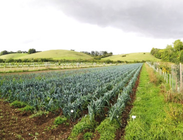 Bezwaren rond agroforestry groter dan goesting bij boer