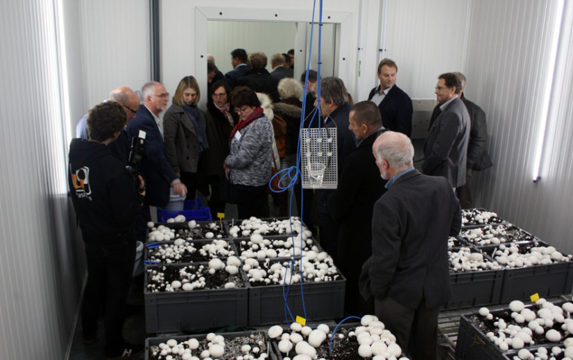 Inagro investeert in onderzoek naar paddenstoelen