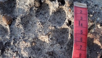 Niet één maar twee wolven gesignaleerd in Antwerpen