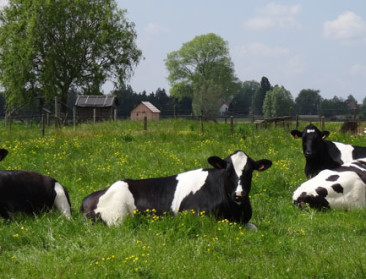 Lidl wil enkel nog weidemelk in winkelrekken