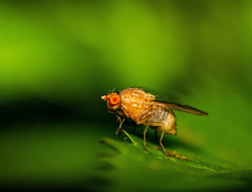 Bierdrinkende vliegjes bieden sleutel tot duurzame insectenbestrijding