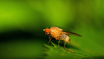 Bierdrinkende vliegjes bieden sleutel tot duurzame insectenbestrijding