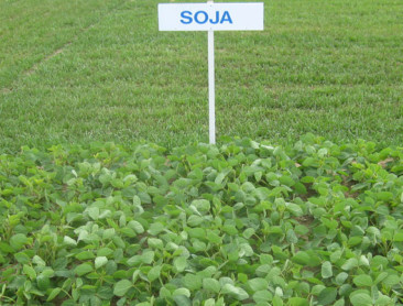 Tot een kwart meer opbrengst voor genetisch gewijzigde soja door betere fotosynthese
