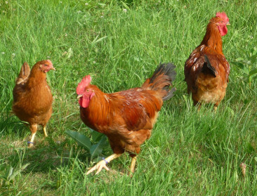 Nieuwe vogelgriepuitbraken bij hobbyhouders in Luik