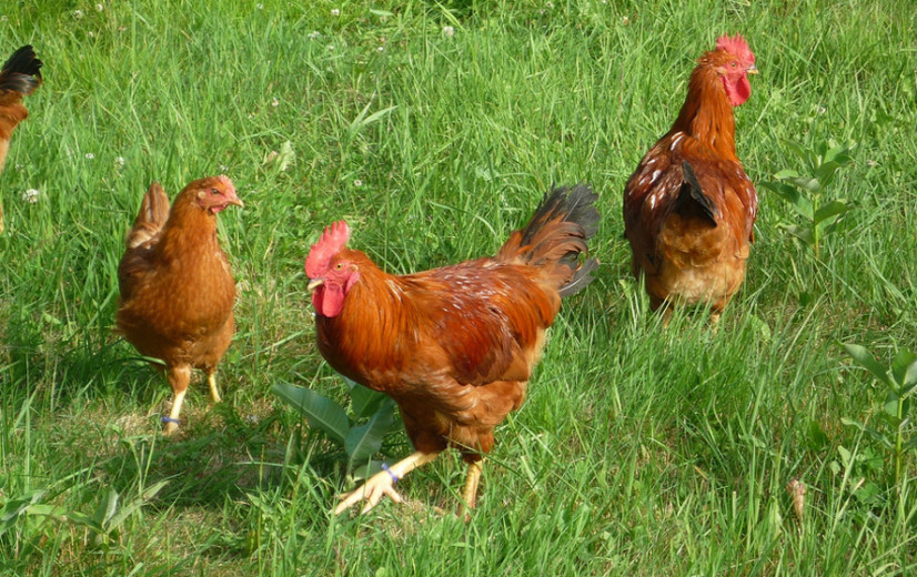 Maatregelen ziekte van Newcastle opnieuw versoepeld