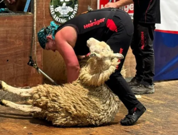 Schotse vrouw breekt wereldrecord schapen scheren: "De inspanning is equivalent aan twee marathons"