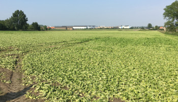 Diepvriesgroenteverwerkers vrezen tekort aan groenten door natte voorjaar