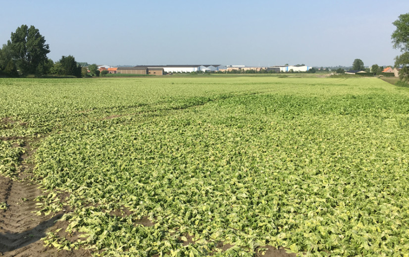 Diepvriesgroenteverwerkers vrezen tekort aan groenten door natte voorjaar