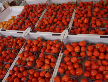 Vlaamse aardbeientelers geplaagd door lage prijzen