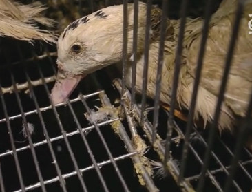 Groen neemt initiatief voor verbod op dwangvoedering