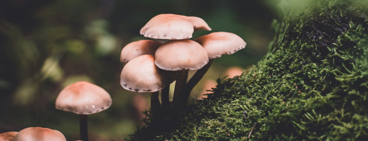 fungi schimmel zwam_unsplash