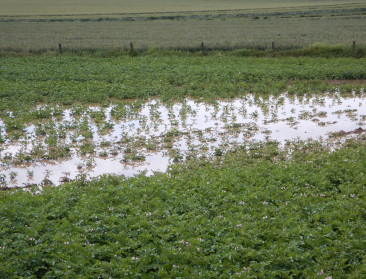 Aardappeltelers worden moedeloos: “Nog maar een derde geplant en morgen weer regen”