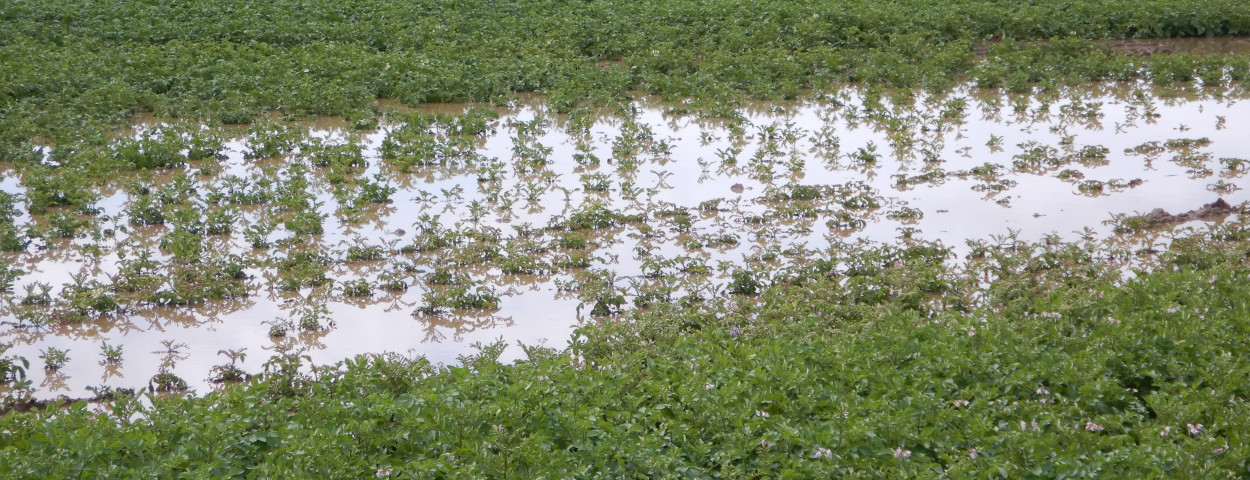 aardappelen onder water