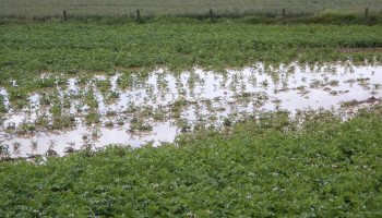 Aardappeltelers worden moedeloos: “Nog maar een derde geplant en morgen weer regen”