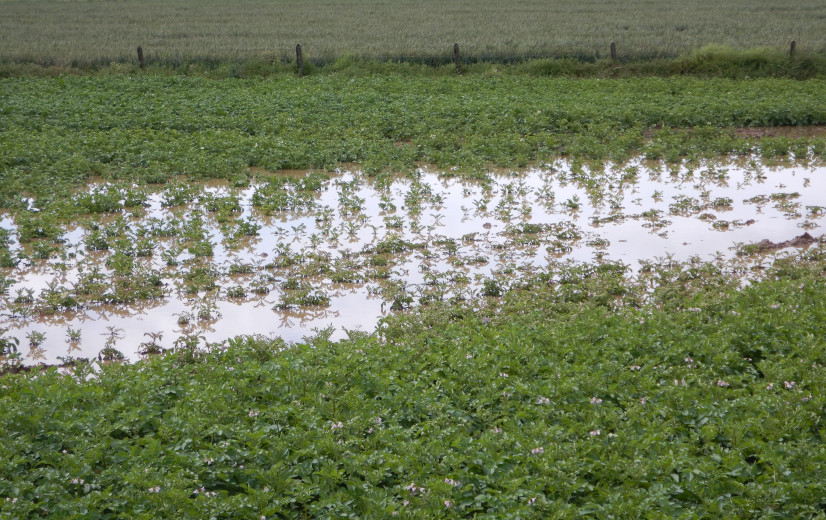 Aardappeltelers worden moedeloos: “Nog maar een derde geplant en morgen weer regen”