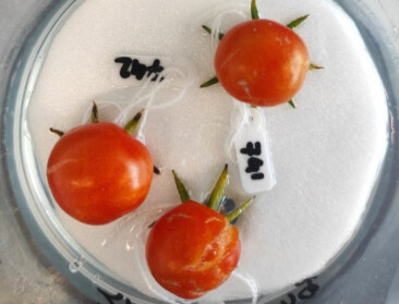 Nederlandse onderzoekers kweken tomaten zonder plant