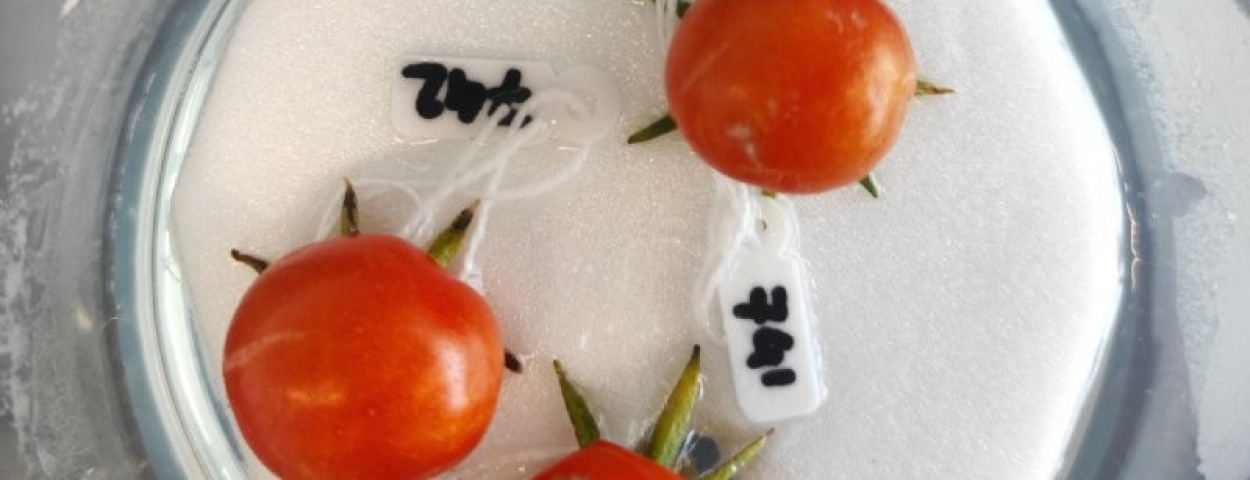 wageningen universiteit en research