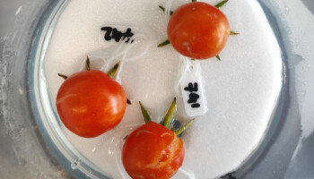 Nederlandse onderzoekers kweken tomaten zonder plant