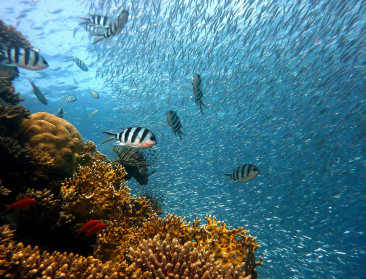 “Historisch” verdrag moet biodiversiteit op volle zee beschermen
