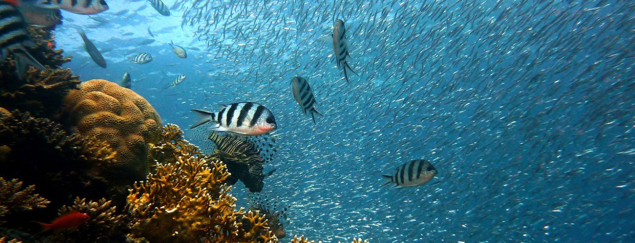 oceaanbiodiversiteitwereldzee