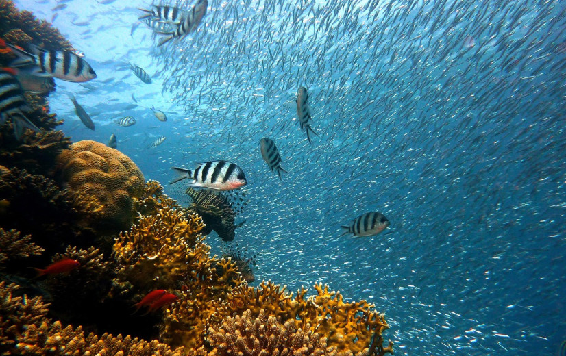“Historisch” verdrag moet biodiversiteit op volle zee beschermen