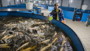 Milieubewegingen uiten bezwaren tegen grootste zalmkwekerij van Europa
