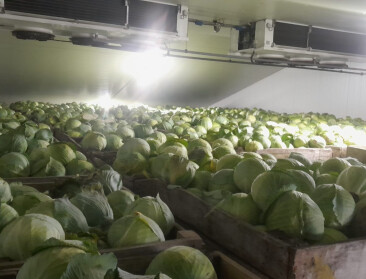 Frigo’s met knolselderij, witte en rode kool puilen uit, maar hoop op afzet blijft