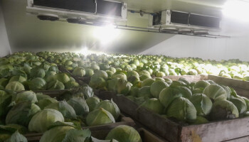 Frigo’s met knolselderij, witte en rode kool puilen uit, maar hoop op afzet blijft