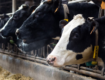 Vlaanderen stimuleert dieet voor koeien