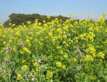 Groenbedekker vult 85% van ecologisch aandachtsgebied