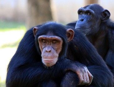 44,4 ton bushmeat per jaar op Brussels Airport